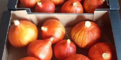 Sprzedam dynie hokkaido towar pakowany w karton 10 kg,