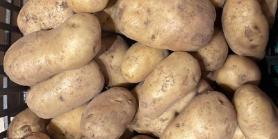 Patate kenebec e monalisa