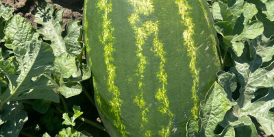 Sprzedaję rumuńskie arbuzy, z naturalnej uprawy, niezwykle słodkie i