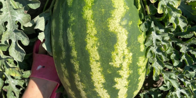 Sprzedaję rumuńskie arbuzy, z naturalnej uprawy, niezwykle słodkie i