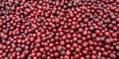 Sprzedam partię około 21 000 kg mrożonej wiśni kwaśnej