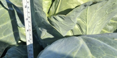 Kapusta szpiczasta, w plastikowym pudełku 30x50 na palecie po
