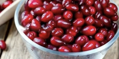 Zapraszam do zakupu owoc&oacute;w derenia. Owoce produkowane są naturalnie