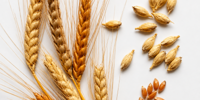 Oferuję pszenicę samopszę Triticum monococcum L. oraz pszenice płąskurkę