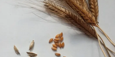 Oferuję pszenicę samopszę Triticum monococcum L. oraz pszenice płąskurkę
