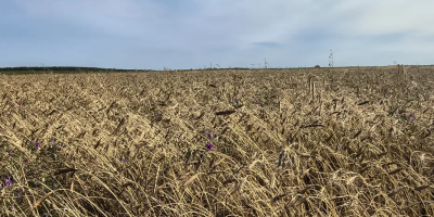 Oferuję pszenicę samopszę Triticum monococcum L. oraz pszenice płąskurkę