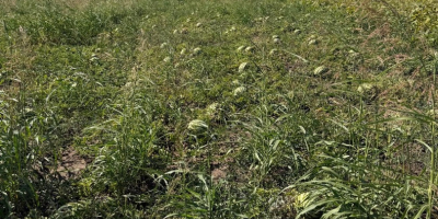 Jesteśmy rumuńskim producentem oferującym/sprzedającym świeże arbuzy z naturalnej uprawy,