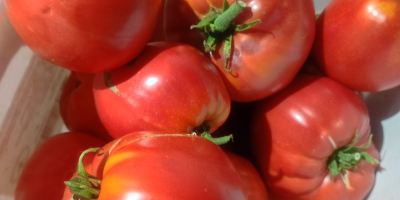 Sprzedaję świeże pomidory ogrodowe w wyjątkowej cenie 2 euro