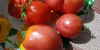 Sprzedaję świeże pomidory ogrodowe w wyjątkowej cenie 2 euro