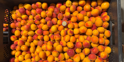 Sprzedam drobną morele harlayne, kalibrowane. Prosto od producenta. Proszę