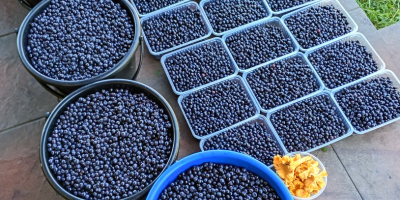 Sprzedam co dzień zbieraną jagodę czysta do 100kg dziennie