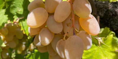 Certyfikowane winogrona wysokiej jakości do produkcji wina Etna DOC