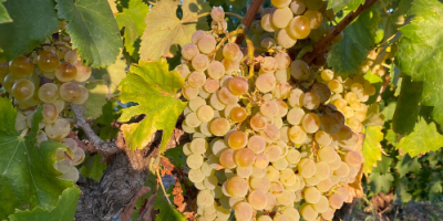 Certyfikowane winogrona wysokiej jakości do produkcji wina Etna DOC