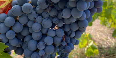 Certyfikowane winogrona wysokiej jakości do produkcji wina Etna DOC