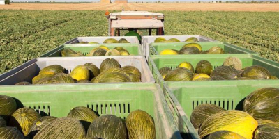 Sprzedam arbuzy, melony miodowe i kantalupa. Możliwe również mniejsze