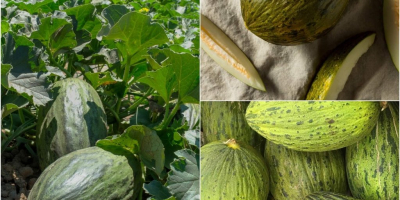 Sprzedam arbuzy, melony miodowe i kantalupa. Możliwe również mniejsze