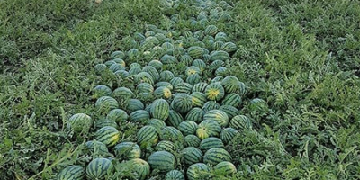 Sprzedam arbuzy, melony miodowe i kantalupa. Możliwe również mniejsze