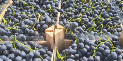 Świeże winogrona z Mołdawii. Posiadamy 900–1000 ton świeżych winogron