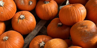Dynie Halloween 2026 Dostarczamy dynie uprawiane na naszych polach.