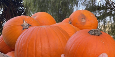 Dynie Halloween 2026 Dostarczamy dynie uprawiane na naszych polach.