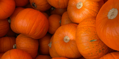 Dynie Halloween 2026 Dostarczamy dynie uprawiane na naszych polach.