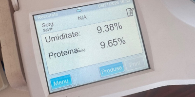 Produkcja sorgo białego 2026, czyste, suche, bardzo dobre analizy