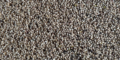 Produkcja sorgo białego 2026, czyste, suche, bardzo dobre analizy