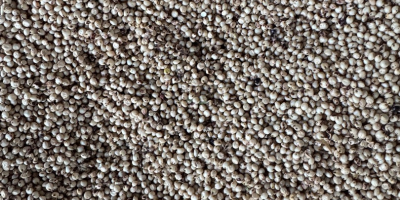 Produkcja sorgo białego 2026, czyste, suche, bardzo dobre analizy