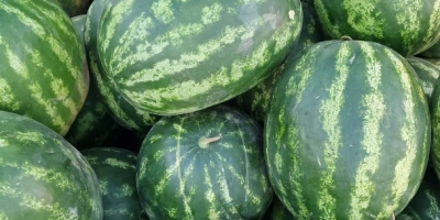 Sprzedaję arbuzy hurtowo, prosto z pola, powiat Brăila. Cena