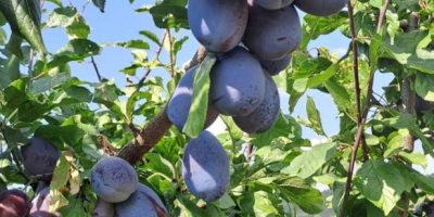 Sprzedam 300 ton świeżych śliwek Stanley. Oferuję 300 ton