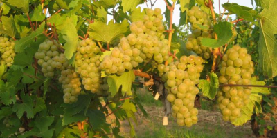 Winogrona stołowe – głównie Coarna Regala Romanianască z dużymi