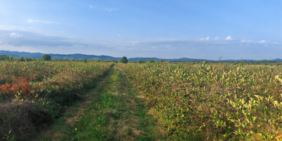 Sprzedam certyfikowaną aronię ekologiczną, okolice Prahovy. Ilość 5 ton.