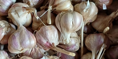Czosnek harnaś z tegorocznych zbiorów . 8zł /kilo przemysłowego