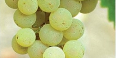 Sprzedaję włoskie winogrona Riesling i Župljanka. Numer kontaktowy [numer