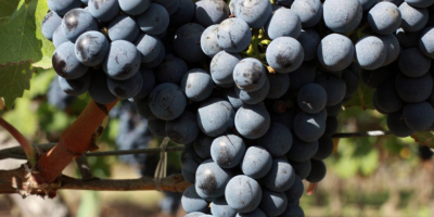 Sprzedaję Cabernet Sauvignon (winogrona) – Jakość Premium