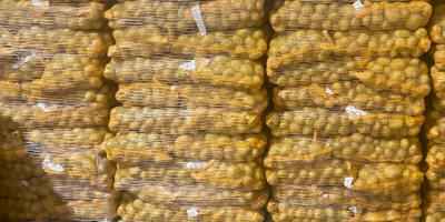 Ziemniaki Agria, myte/niemyte, pochodzenie: Holandia. Opakowanie: worki 10/15/20/25 kg