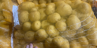 Ziemniaki Agria, myte/niemyte, pochodzenie: Holandia. Opakowanie: worki 10/15/20/25 kg