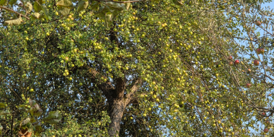 Sprzedam jabłka z sadu Detalu i negocjuję pod numerem: