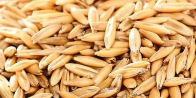 Owies organiczny z sezonu 2026, obecnie dostępny w ilości