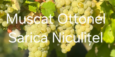 Winogrona na sprzedaż z winnicy Sarica Niculițel