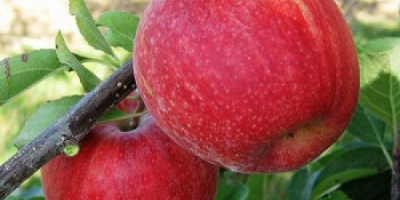 Sprzedam jabłka gala schniga paskowana, red jonaprince, prosto z