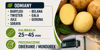 Kupię ziemniaki w kalibracji 25-45 mm Odmiany: Baby Lou,