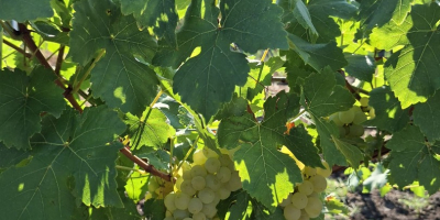 SPRZEDAJĘ WINOGRONA ODMIANY MUSCAT OTTONEL Z PLANTACJI 6 ROKU