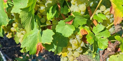 SPRZEDAJĘ WINOGRONA ODMIANY MUSCAT OTTONEL Z PLANTACJI 6 ROKU