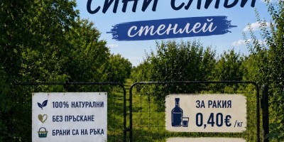 Śliwki Stanley