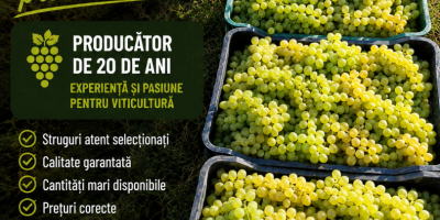 Winogrona do wina i winogrona deserowe bezpośrednio od producenta