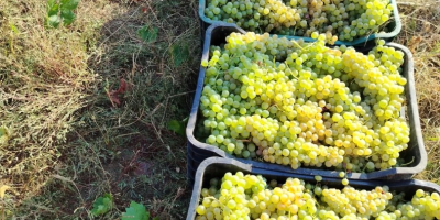Winogrona do wina i winogrona deserowe bezpośrednio od producenta
