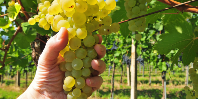 Winogrona do wina i winogrona deserowe bezpośrednio od producenta
