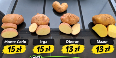 Witam sprzedam ziemniaki irga kaliber od 4cm w górę.