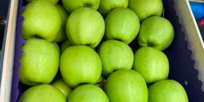 We will sell Gala Golden Pinova Jonaprince Jonagored Idared